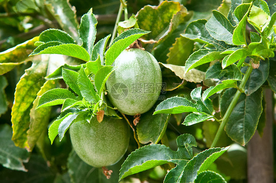 激情果实花园水果成长植物饮食椭圆形热情生长藤蔓营养图片