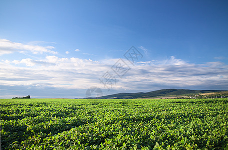 大豆农场种植大豆田土壤农场乡村天空蔬菜绿色地平线农田场地叶子背景