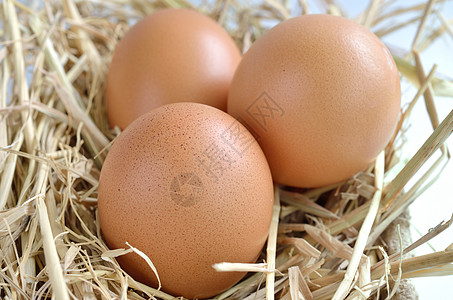 在养鸡场的蜂巢中的鸡蛋套袋团体农场食物母鸡早餐稻草干草烹饪蛋壳背景图片