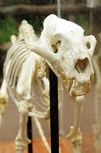 老虎骨架猫科眼睛科学颅骨野生动物捕食者上颌骨博物馆学习荒野图片