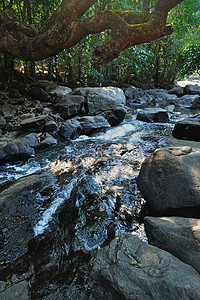 森林布鲁克溪流流动树林生态旅游石头灌木丛土地灌木清凉图片