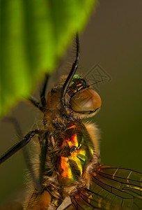 立方体口器转型动物蜕皮成人身体栖息宏观翅膀昆虫学图片