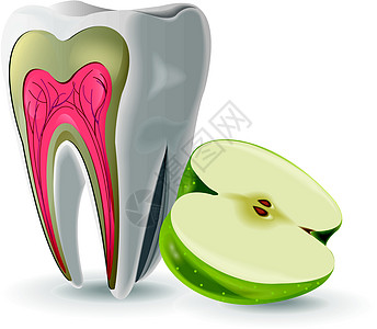 使用苹果的牙牙结构图片
