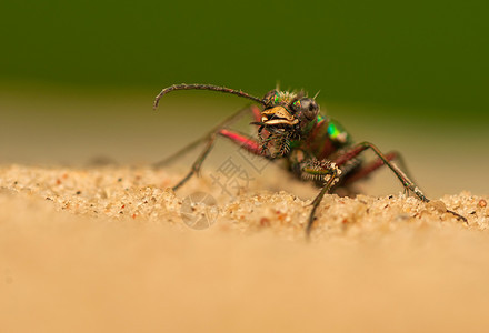 Cicindela 野营鞘翅目收藏油菜昆虫学昆虫甲虫荒野野生动物动物漏洞图片