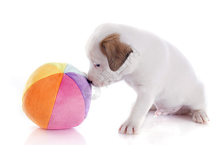 小小狗 胡萝卜猎狗棕色白色犬类宠物小狗动物玩具婴儿工作室图片