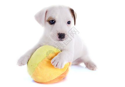 小小狗 胡萝卜棕色宠物小狗动物工作室猎狗白色犬类玩具图片