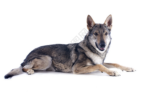 捷克斯洛伐克沃尔夫多狼犬危险犬类工作室捕食者草地狼狗图片