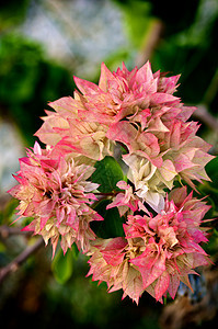 布干维尔a粉红色自然花卉橙子色彩植物三角热带叶子红色图片
