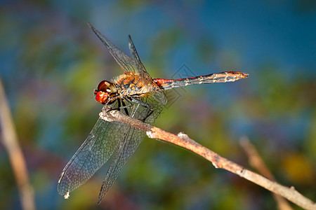 飞龙在尾行蜻蜓眼睛红色宏观背景图片