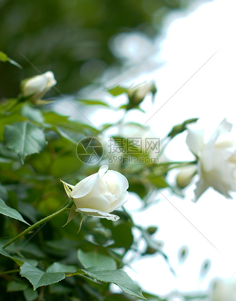 白玫瑰花石头季节窗户投标白玫瑰小屋香水花园植物植物学图片