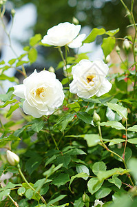 白玫瑰花窗户季节念日玫瑰花园小屋白玫瑰乡村投标植物学图片