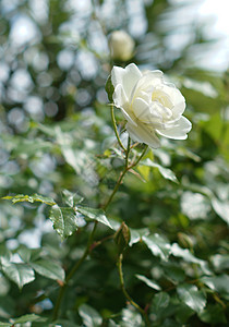 白玫瑰花石头季节植物学明信片香水白玫瑰房子窗户玫瑰小屋图片