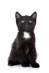 黑小猫咪爪子友谊晶须脊椎动物好奇心猫科婴儿兽医乐趣眼睛图片