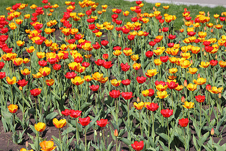 黄色和红色郁金花字段郁金香场地多样性植物人群季节个性园艺快乐孤独图片