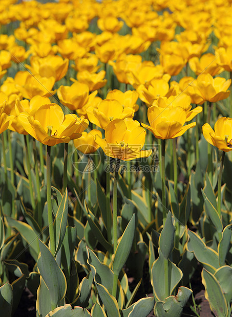 黄色郁金色字段孤独郁金香多样性草地个性季节农场植物场地人群图片