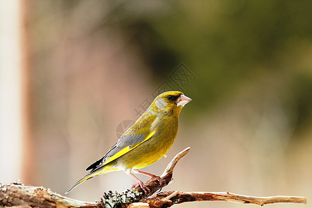 卡迪埃利氯 格伦芬克黄色鸟类绿色图片