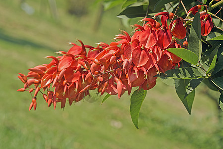 Erythrina 燃烧器灌木花园植物公园红色花朵材料环境刺桐热带背景