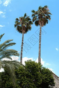 棕榈树假期绿色生长热带叶子亚热带植物天空天堂晴天图片