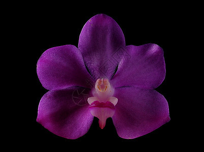 紫兰花花兰花热带植物背景图片