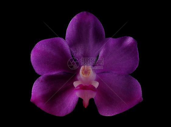 紫兰花花兰花热带植物图片