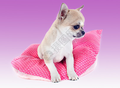 小狗吉娃娃伴侣软垫犬类白色宠物工作室棕色动物图片