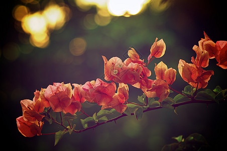 布甘维拉a三角自然阳光色彩花卉植物灌木热带叶子粉红色图片