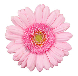 孤立的粉色热贝拉花展示礼物美丽白色植物群脆弱性雏菊甘菊宏观植物图片