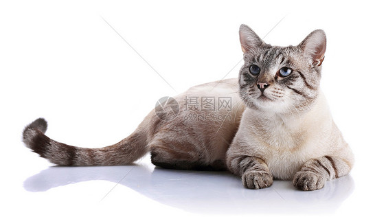 条纹蓝眼猫就躺在白色背景上爪子虎斑好奇心小猫友谊眼睛食肉晶须尾巴动物图片