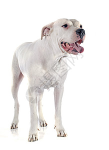 南阿根廷狗动物宠物工作室白色图片