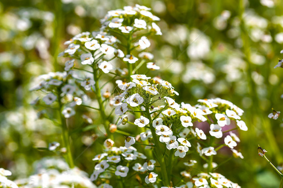 花园中甜美的Alysumum白菜花海白色植物学香雪球花朵植物气味花期观赏图片