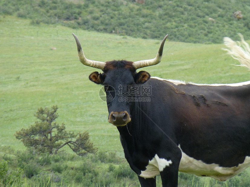严重公牛在田野中图片