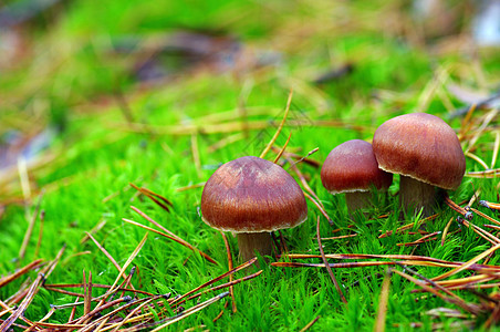森林中生长的蘑菇树木土壤阳光季节公园食物实体斑点森林旅行图片