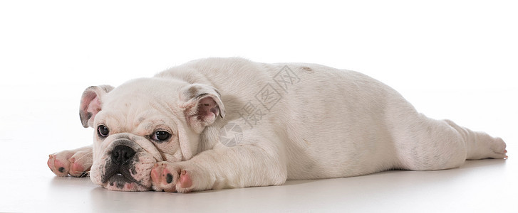 疲累的小狗犬类情感宠物哺乳动物地面白色斗牛犬生长说谎动物图片