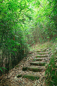 翠竹林一条小路穿过茂密的竹林晴天植物群叶子溪流阴影太阳植物木头枝条日落图片