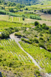 法国隆古埃多克鲁日伦农村风景农业植物植被葡萄园酒业国家栽培外观图片