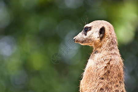 苏里卡塔岩石动物园动物毛皮眼睛沙漠哺乳动物野生动物生态荒野图片