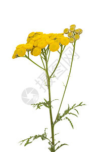 坦烷基粗俗植物草药黄色野花花序植物群叶子草本植物图片
