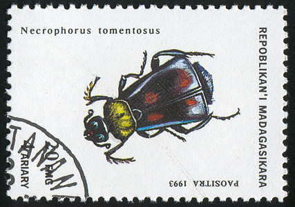 昆虫天线甲虫野生动物集邮动物漏洞眼睛邮戳古董邮票图片