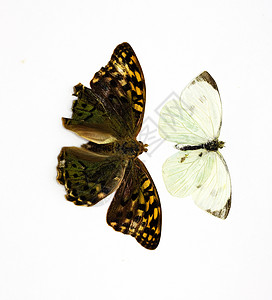 两只美丽的热带蝴蝶用白色隔热成白自由天蓝色生物翅膀植物蓝色昆虫漏洞蓝米小路图片