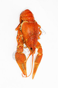 白底红龙虾小龙虾美食龙虾白色螃蟹红色食物午餐海鲜背景图片