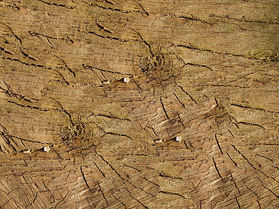 木头木材栅栏地毯生态环境植物地面皮层墙纸薄片图片