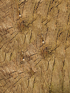 木头薄片公园地毯墙纸皮层生态植物脆皮地面乡村图片