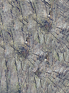 木头薄片乡村植物栅栏公园植物群脆皮生态皮层花园图片