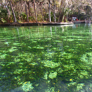 佛罗里达的韦基瓦泉地下水池塘水池绿地生态渗透藻类流动公园旅行图片