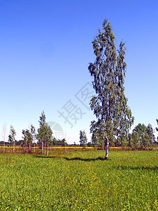 绿色夏季田地的毛发树木地平线村庄国家木材墙纸蓝色农村场地天空图片