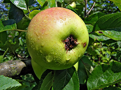 树的枝上有苹果水滴农场花园宏观食物季节美食水果植物生长图片