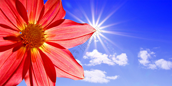 花瓣边框后背太阳的达利亚背景
