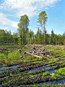 切除木柴环境树干戒指植被回收损害材料树桩资源破坏图片