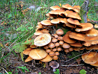 立木树上的蘑菇孢子树木家庭幻觉森林苔藓植物菌类水分文化图片