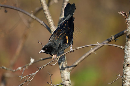 红翼黑鸟翅膀栖息荒野羽毛橙子鸟类女性公园紫色观鸟图片